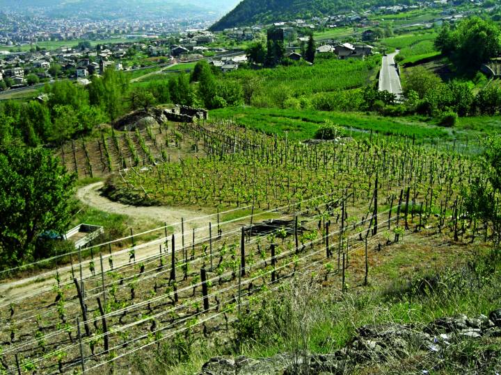 The vineyards