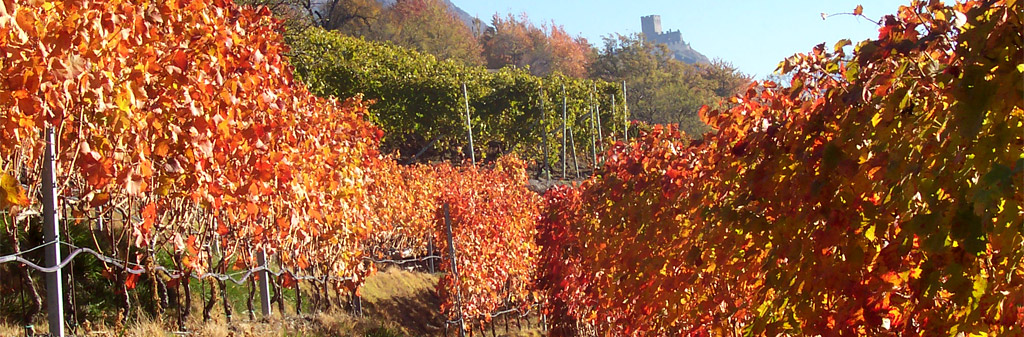 Les vignobles en automne