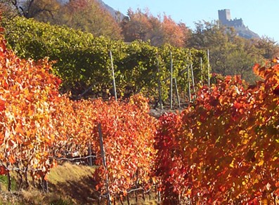 Los viñedos en otoño