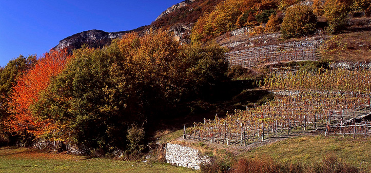 Les vignobles en automne