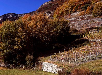 Los viñedos en otoño