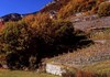 Los viñedos en otoño