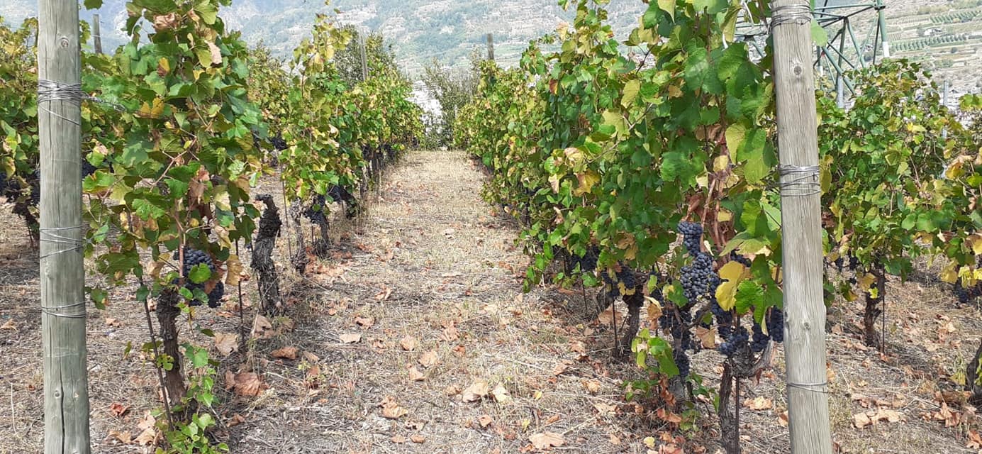 Les vignobles