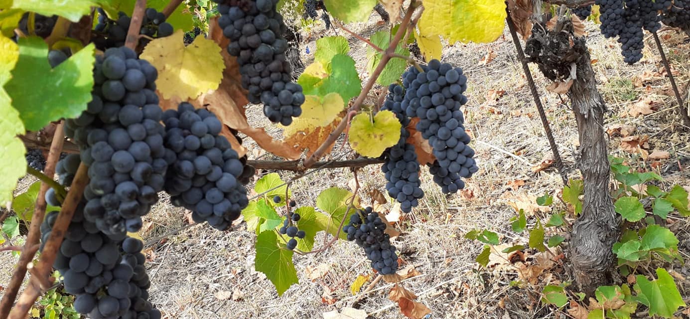 Raisin noir