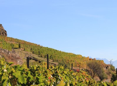 The vineyards