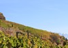 The vineyards