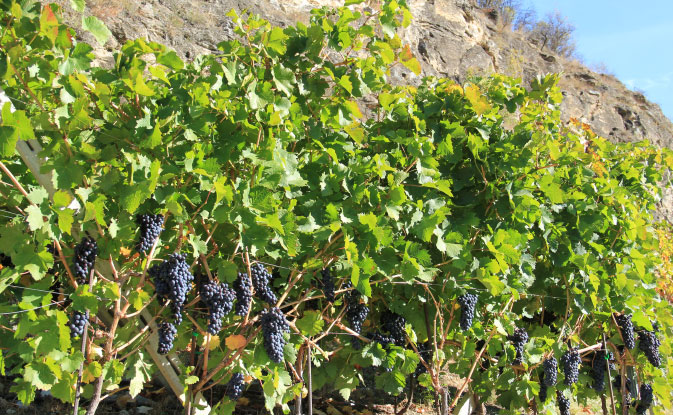 La viña cargada de racimos de uvas negras
