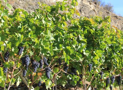 The vineyard laden with bunches of black grapes
