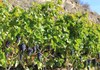 The vineyard laden with bunches of black grapes