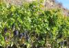 The vineyard laden with bunches of black grapes