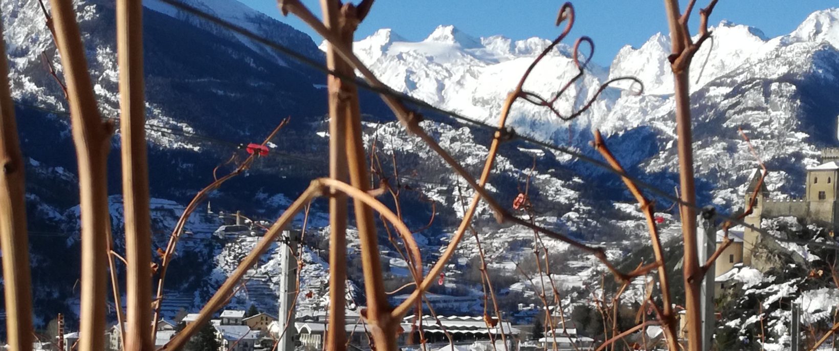 Vignobles en hiver sous la neige