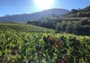 A.S.D. Sunny Ranch
