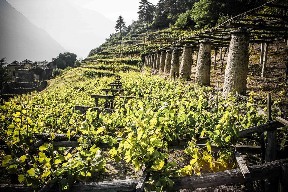 Les vignobles