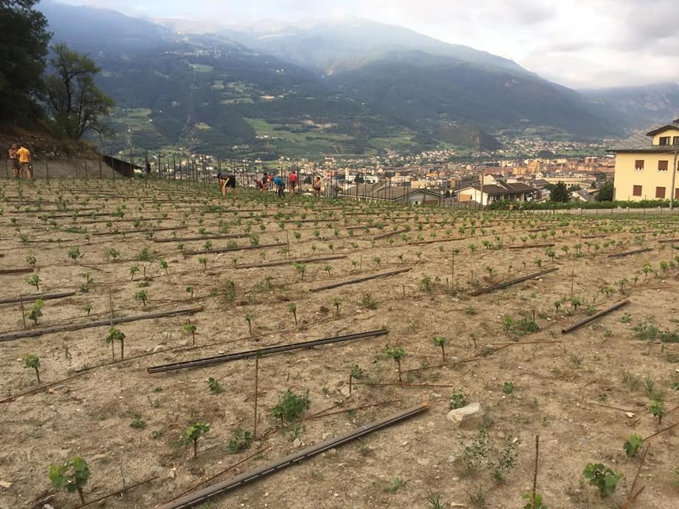 The company's land