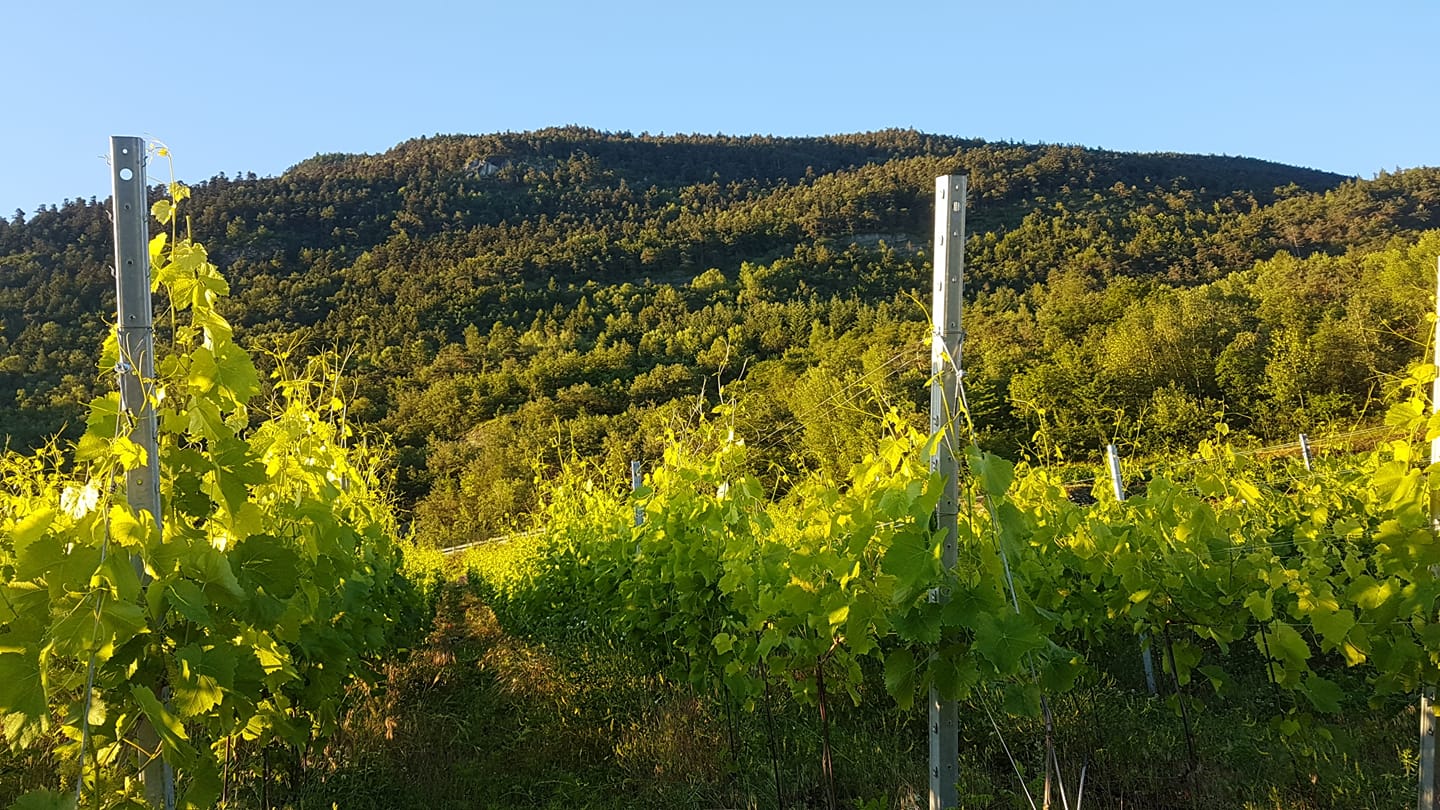 The vineyards