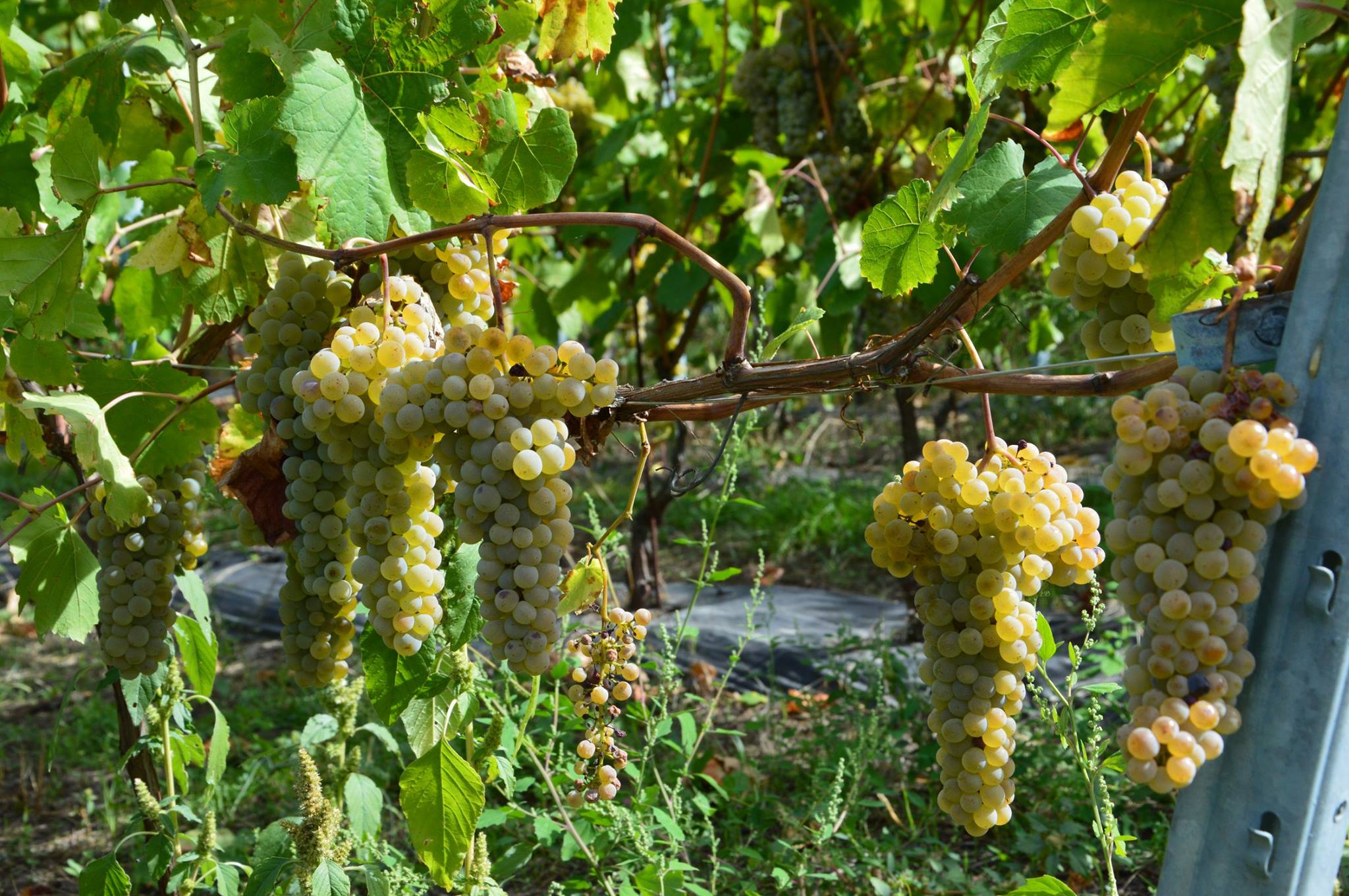 Bunches of white grapes