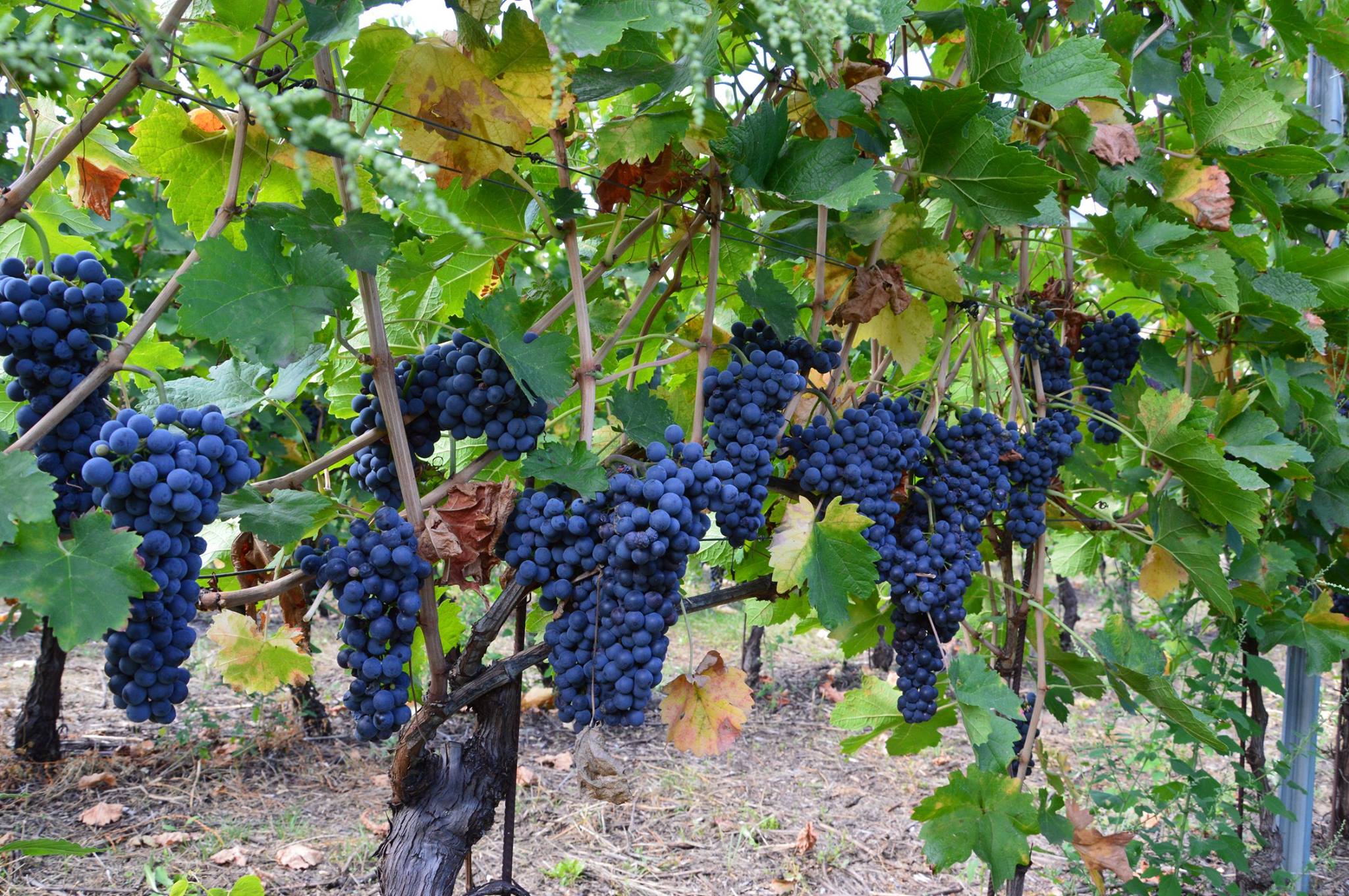 Bunches of black grapes