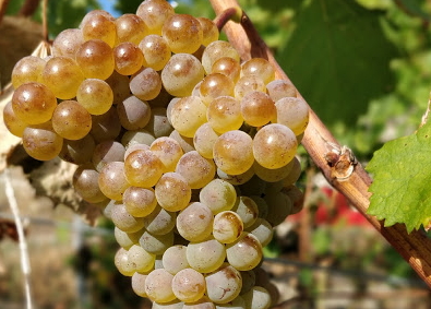 Grappe de raisins blancs