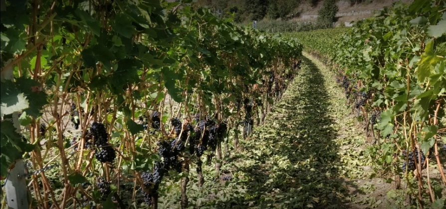 Les vignobles prêts pour les vendnages