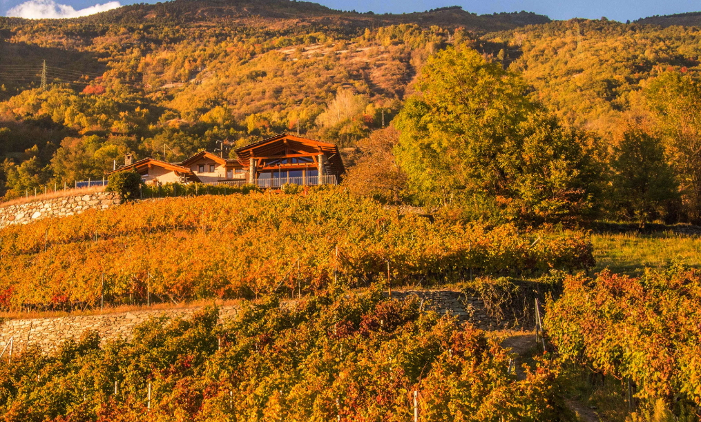 The vineyards and the autumn colours 