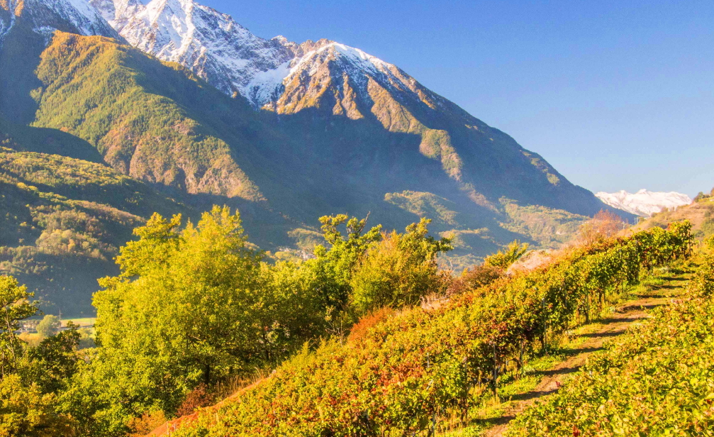 The vineyards in autumn