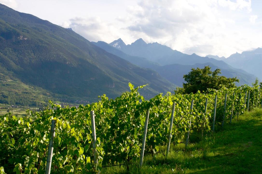 Blick auf die Weinberge