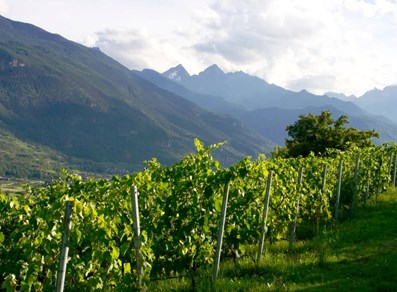 View from the vineyards