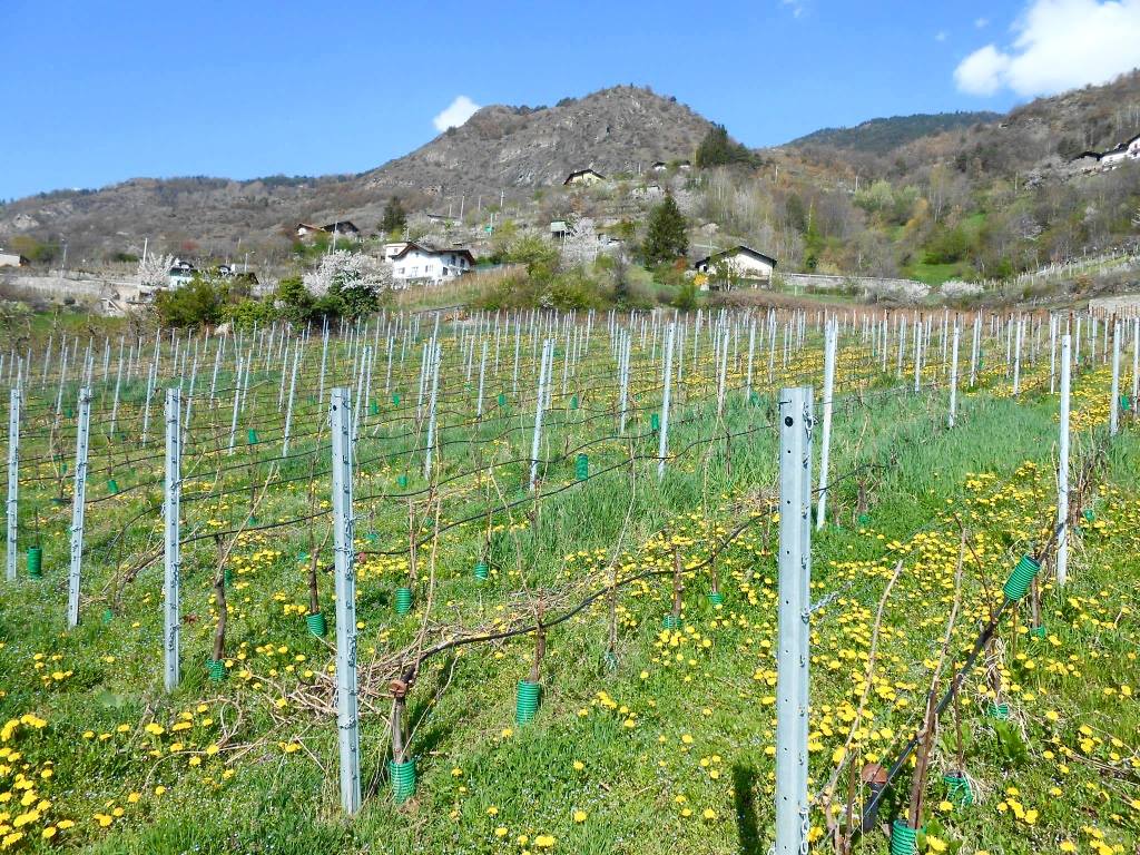 Die Weinberge