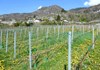 The vineyards