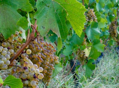 Bunch of grapes