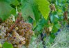 Bunch of grapes