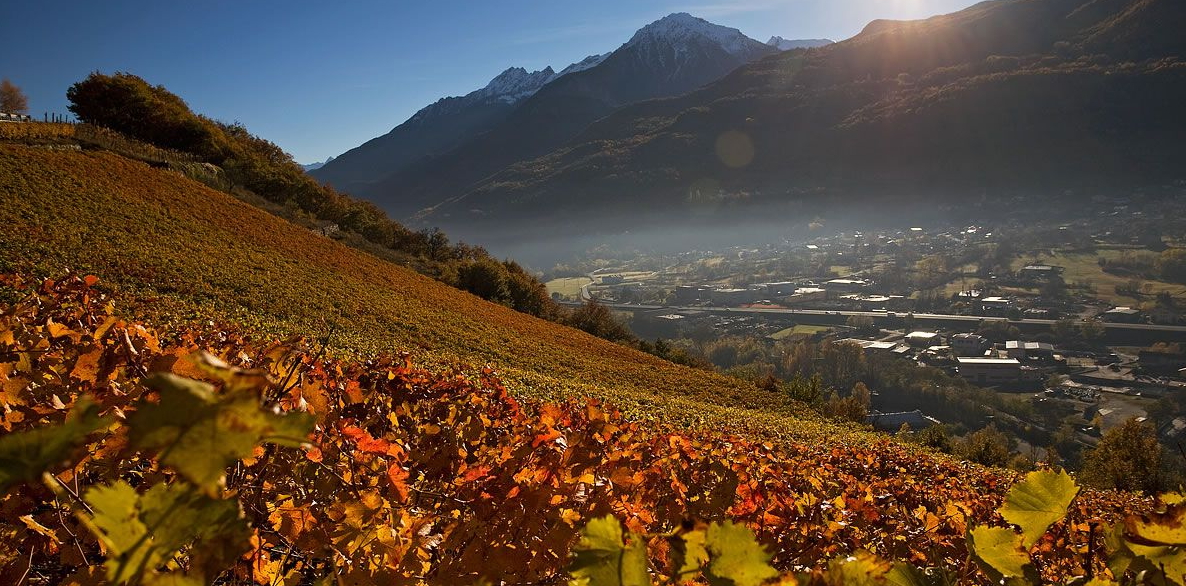 I vigneti in autunno