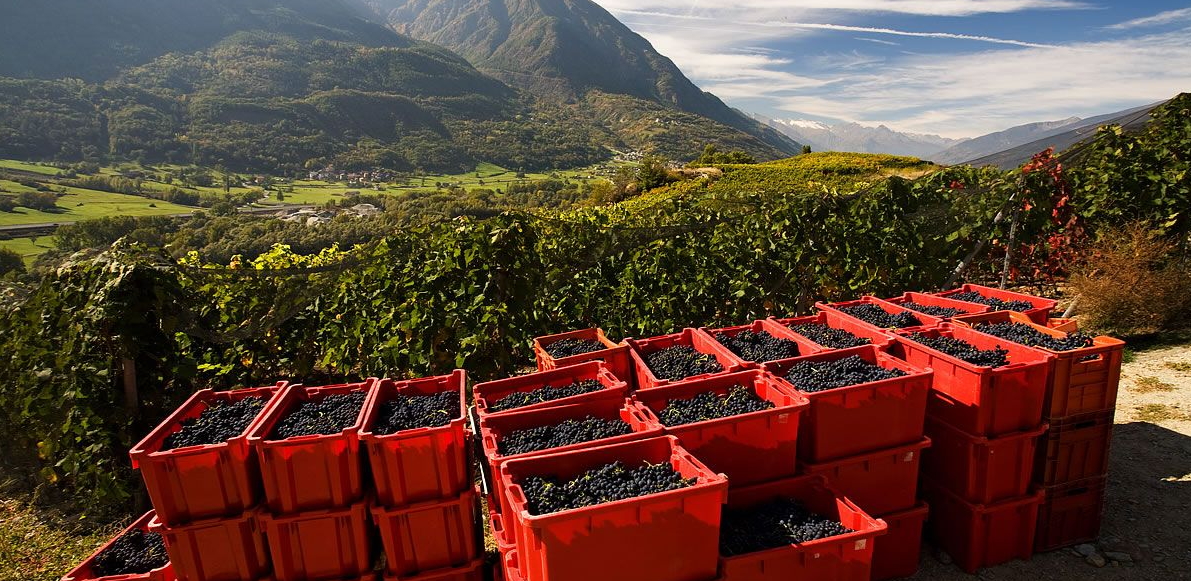 La vendemmia
