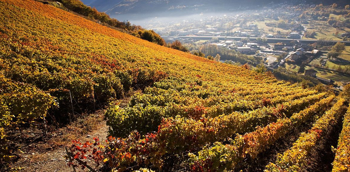 I vigneti in veste autunnale