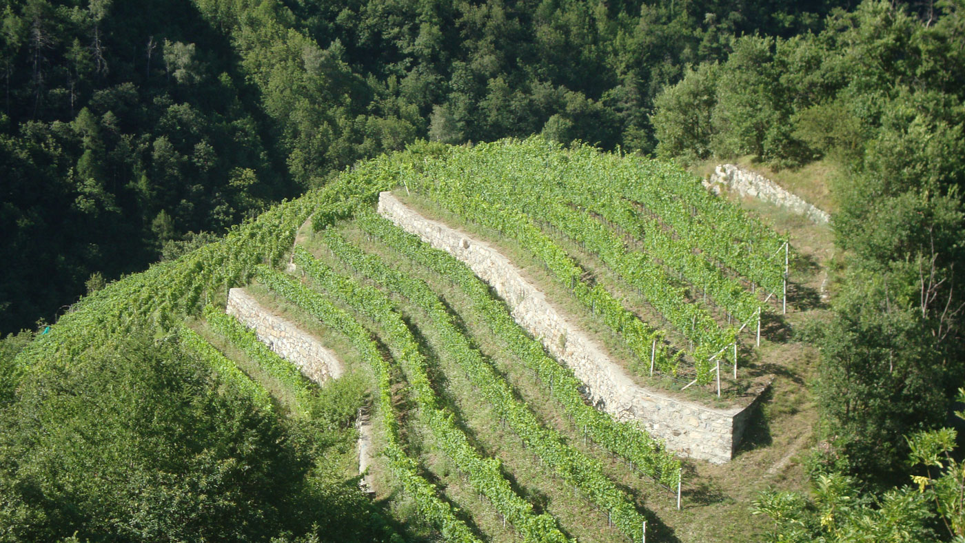 The vineyards