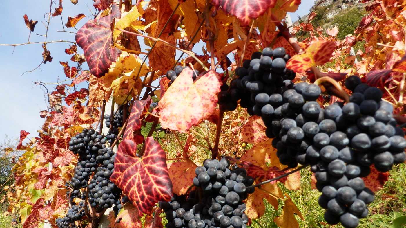 Bunch of grapes