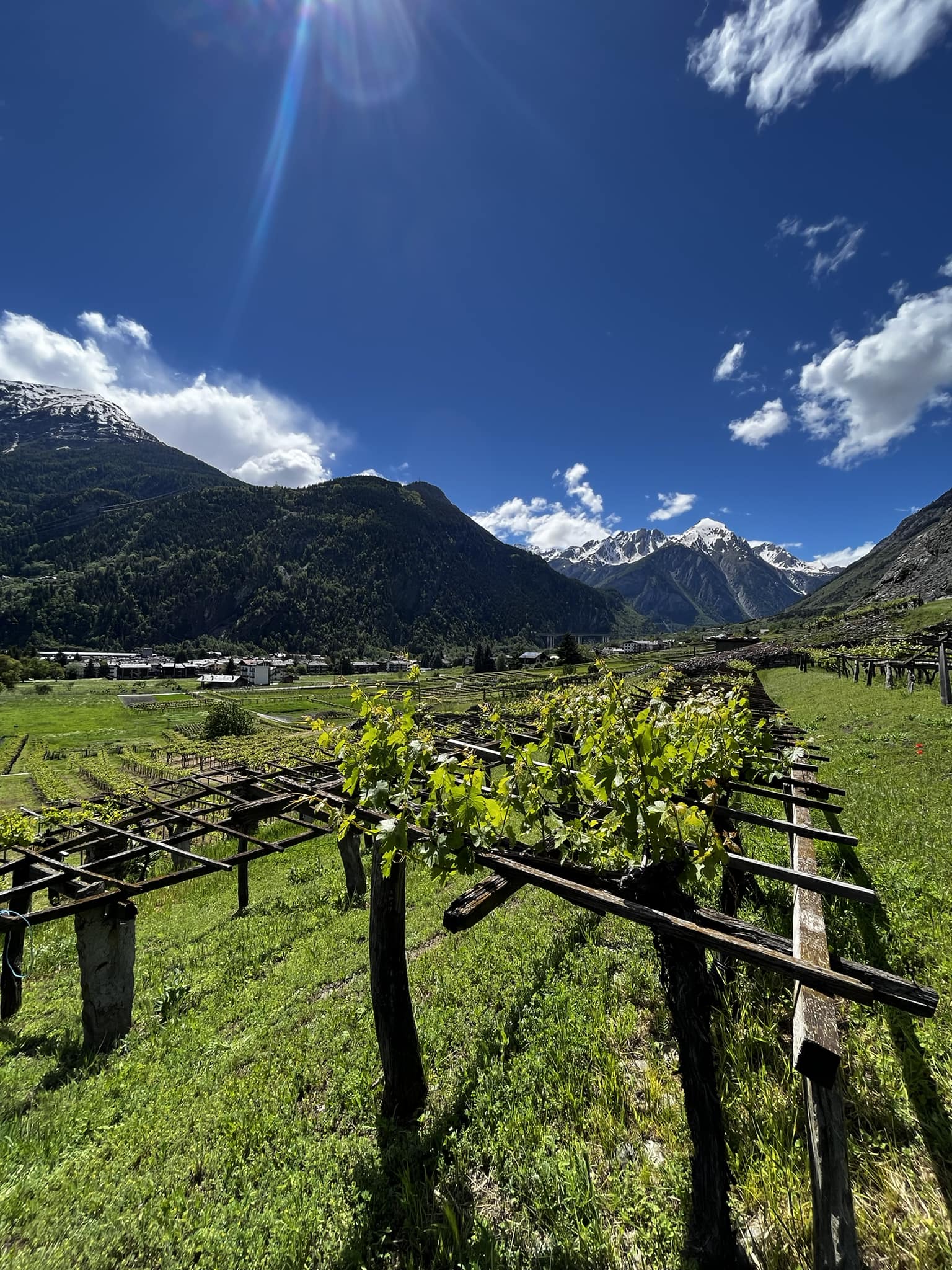 Il vigneto