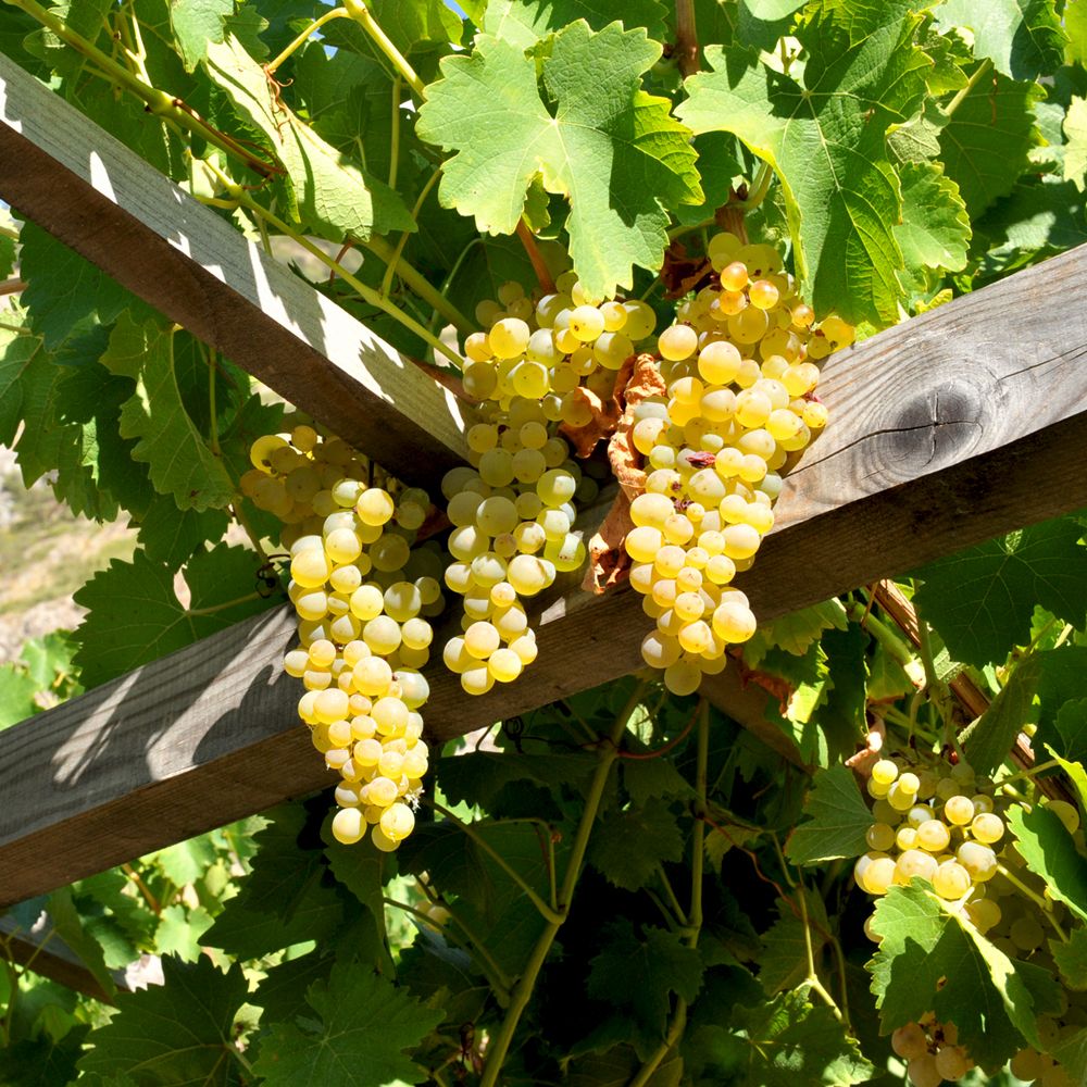Grappoli di uva bianca