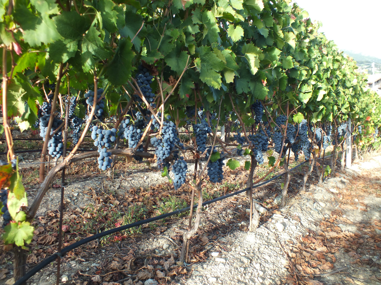 Le vignoble