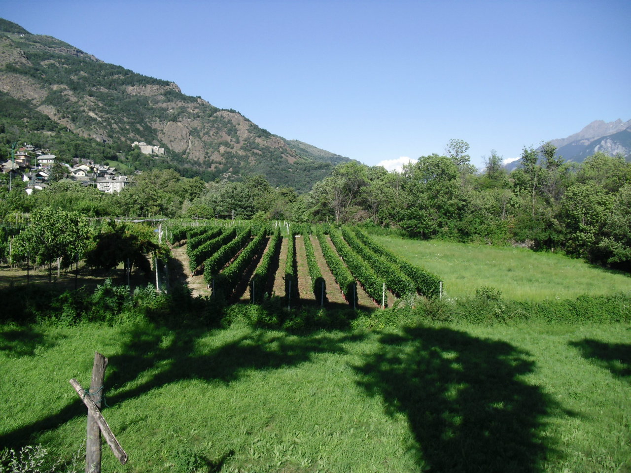 Les vignobles