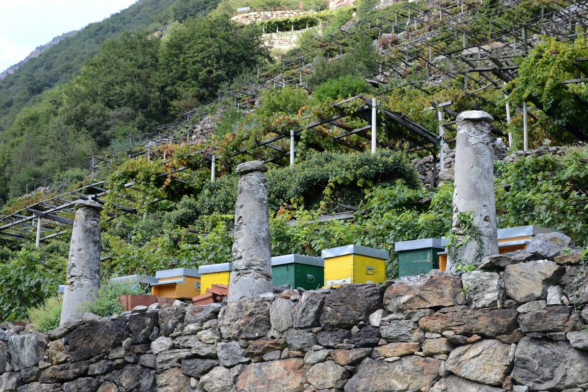 Los viñedos de Donnas