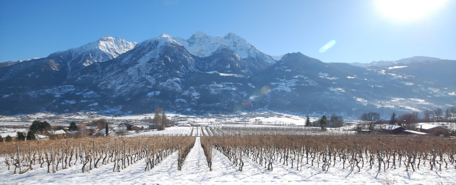 Los viñedos bajo la nieve