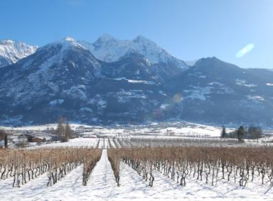Los viñedos bajo la nieve