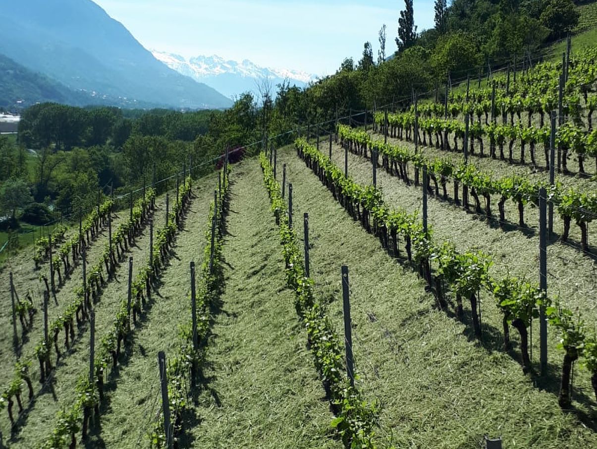 The vineyards
