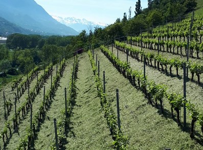 The vineyards