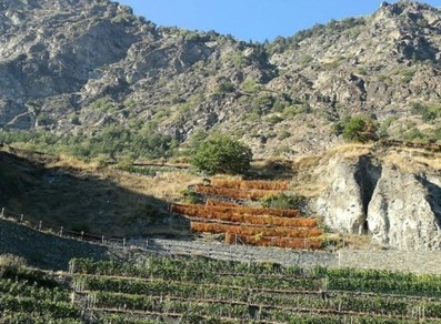 The vineyards