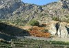 The vineyards