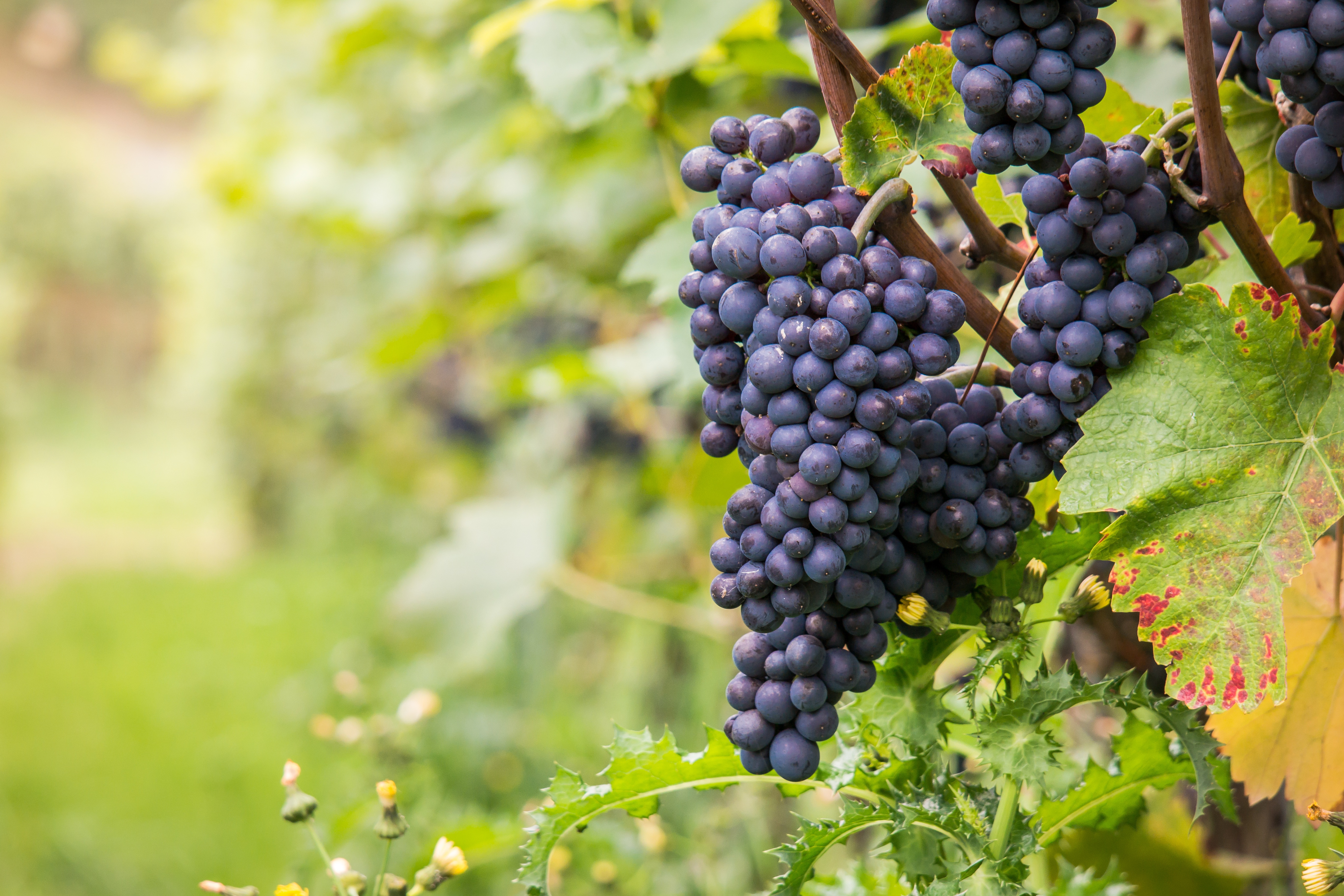Grappolo d'uva nera