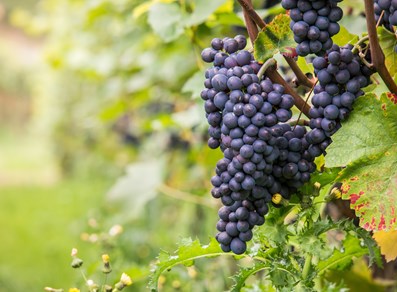 Bunch of black grapes