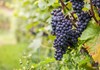 Bunch of black grapes